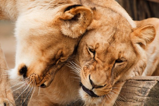cuddling lions